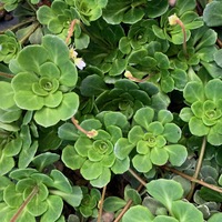 Saxifraga urbium 